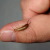 Gaithersburg Earwig Control by Hughes Termite & Pest Control